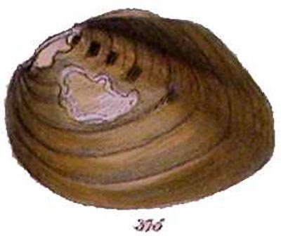 specimen image from publication