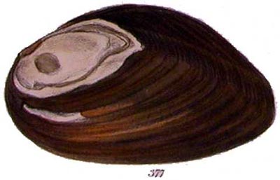 specimen image from publication