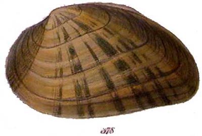 specimen image from publication