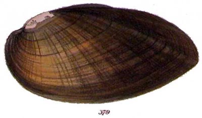 specimen image from publication