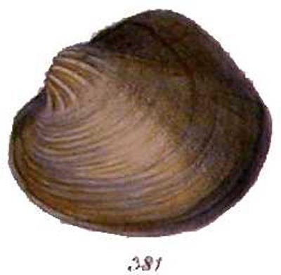 specimen image from publication