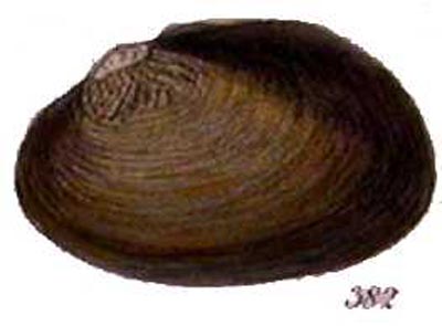 specimen image from publication