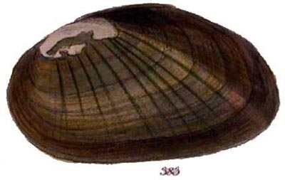 specimen image from publication