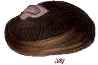 specimen image from publication