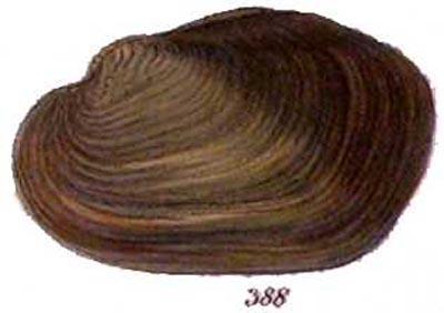 specimen image from publication