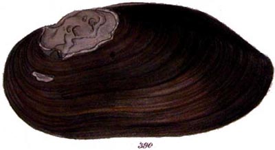 specimen image from publication