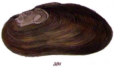 specimen image from publication