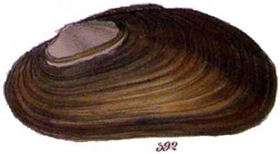 specimen image from publication