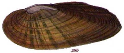 specimen image from publication