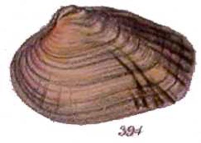 specimen image from publication