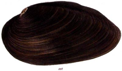 specimen image from publication