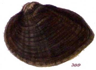 specimen image from publication