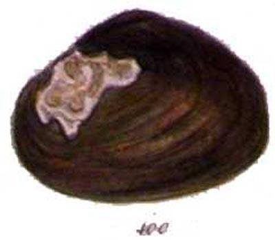 specimen image from publication