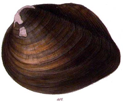 specimen image from publication