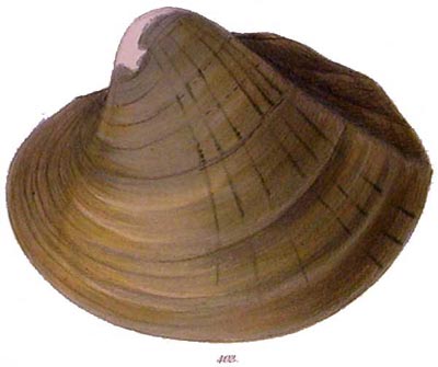 specimen image from publication