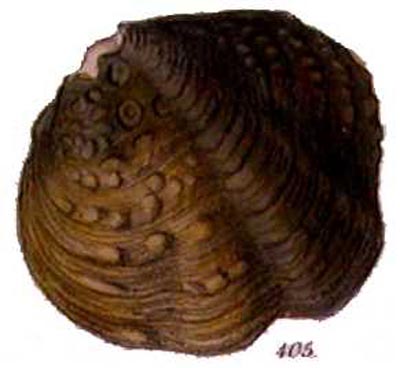 specimen image from publication
