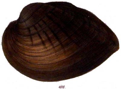 specimen image from publication