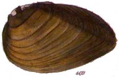 specimen image from publication