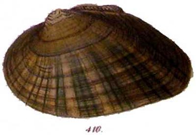 specimen image from publication