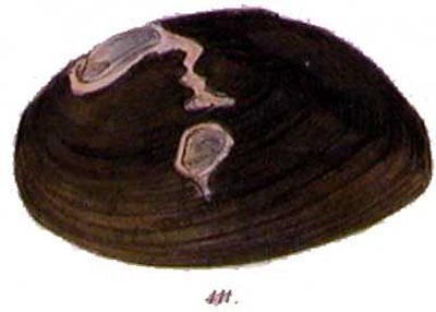 specimen image from publication