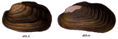 specimen image from publication