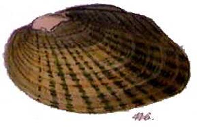 specimen image from publication