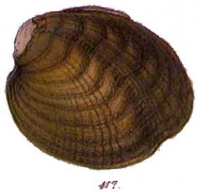 specimen image from publication