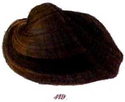 specimen image from publication