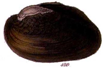 specimen image from publication