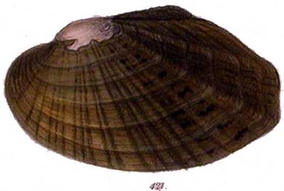 specimen image from publication