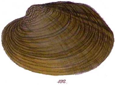 specimen image from publication