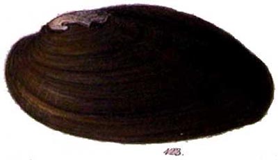 specimen image from publication