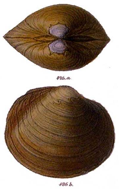 specimen image from publication