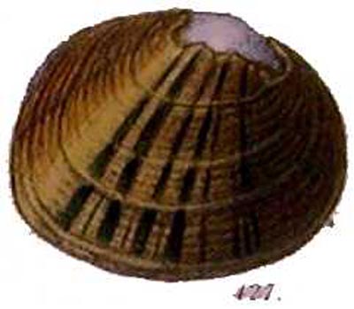 specimen image from publication