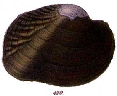 specimen image from publication