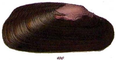 specimen image from publication