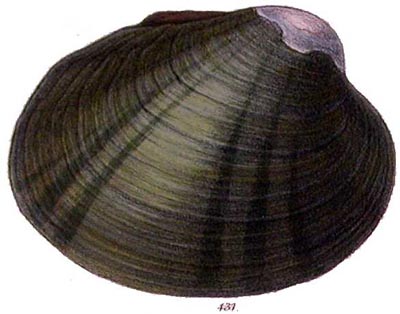 specimen image from publication