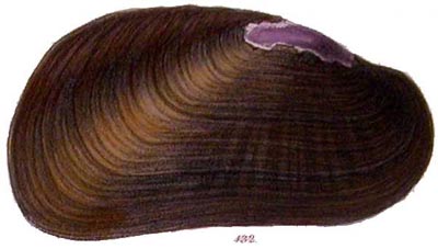 specimen image from publication