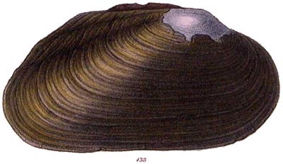 specimen image from publication