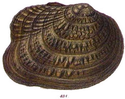 specimen image from publication