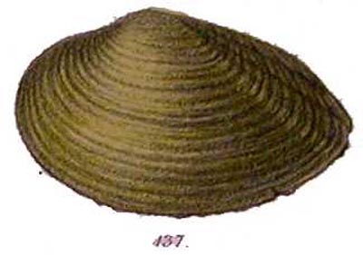 specimen image from publication