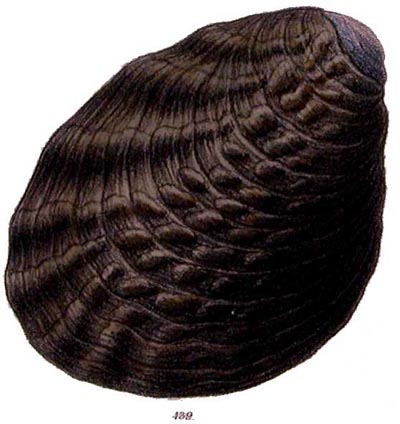 specimen image from publication