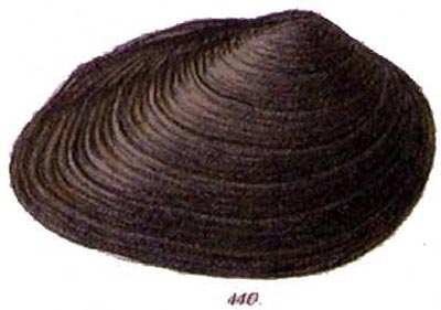 specimen image from publication