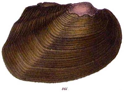 specimen image from publication