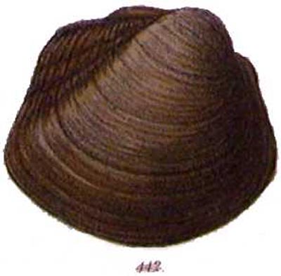 specimen image from publication