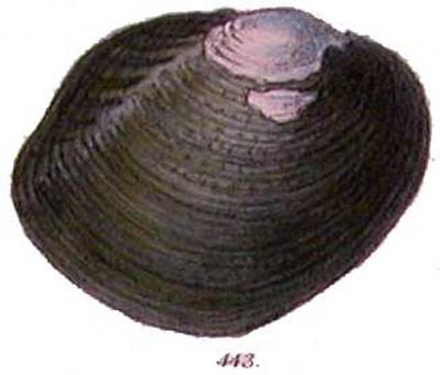 specimen image from publication
