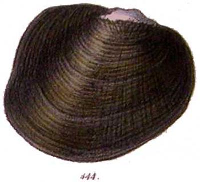 specimen image from publication