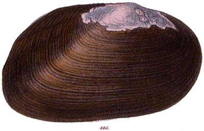 specimen image from publication