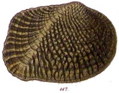 specimen image from publication