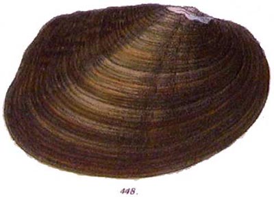 specimen image from publication
